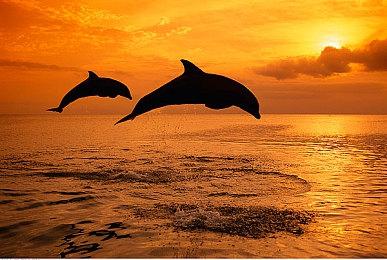 国产农场RPG《青丘物语》正式公布 率先登陆Steam