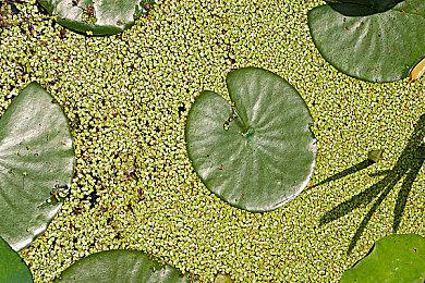 《生化4重制》白金奖杯挑战要求公布 限时通关游戏